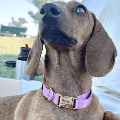 Collar Pets Club Hebilla Grabada