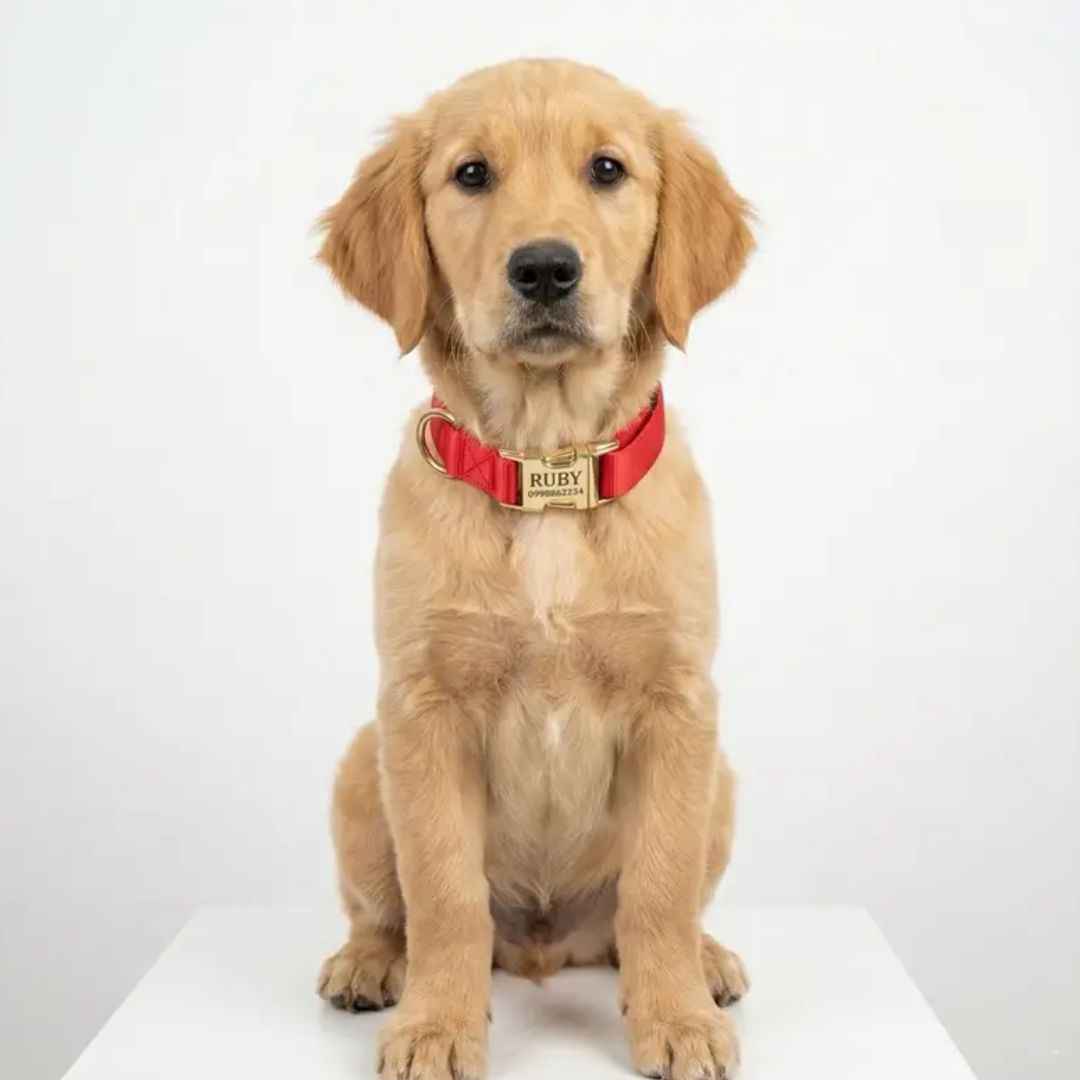 Collar Pets Club Hebilla Grabada