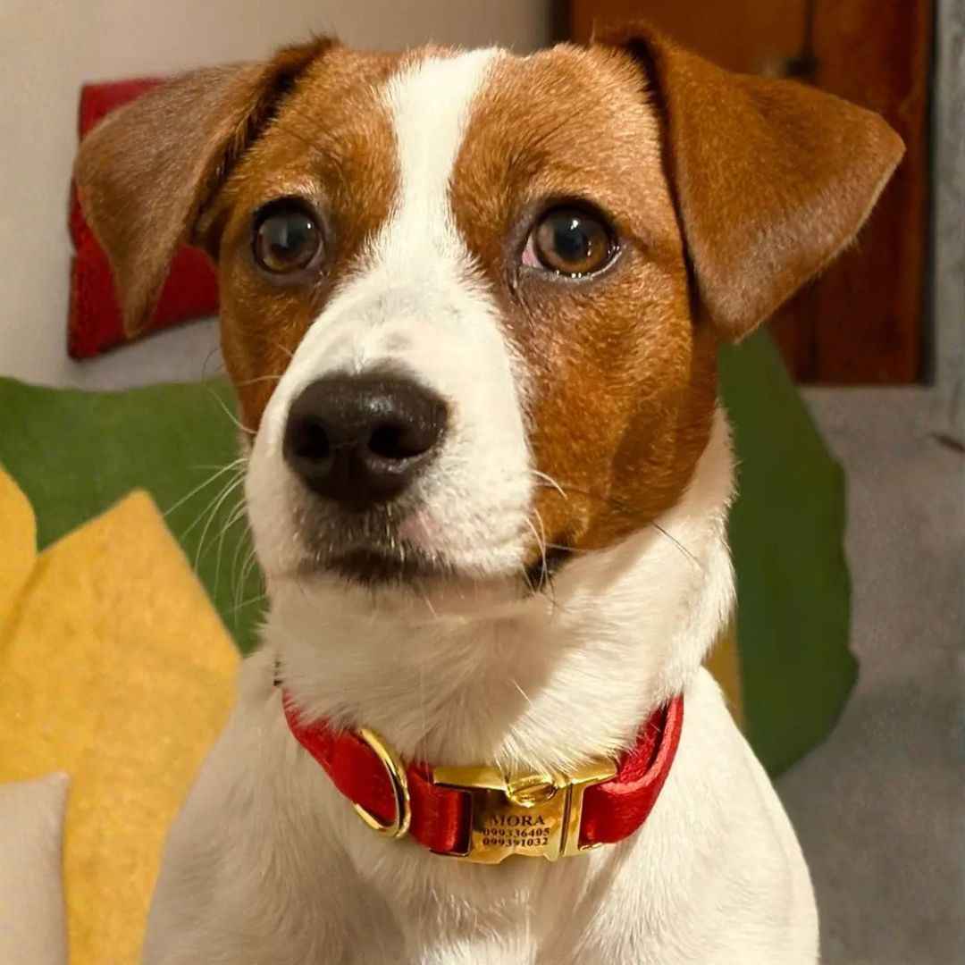Collar Pets Club Hebilla Grabada