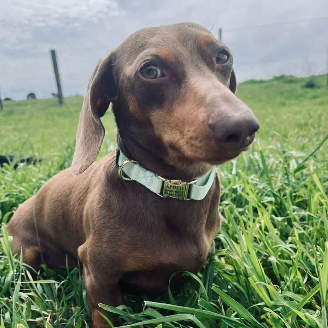 Collar Pets Club Hebilla Grabada