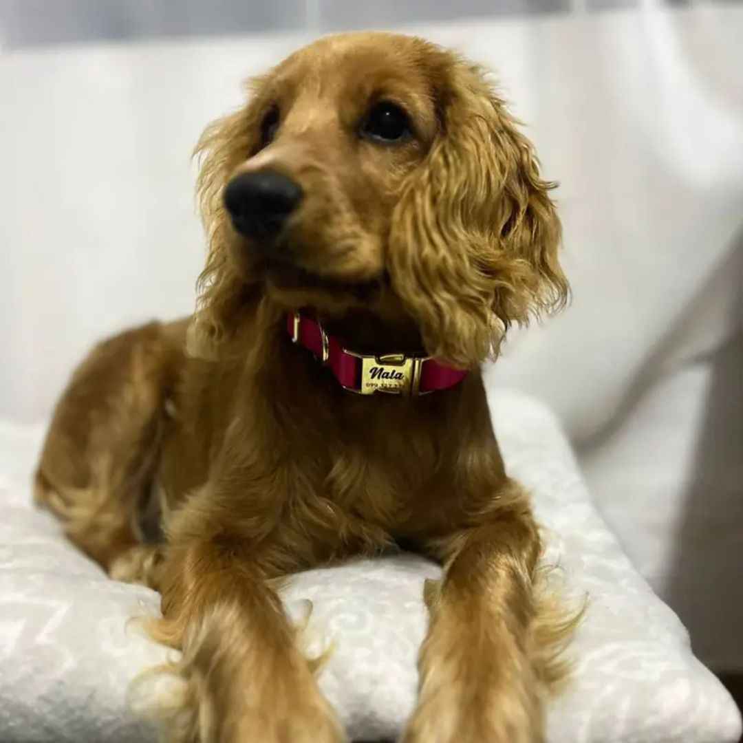 Collar Pets Club Hebilla Grabada