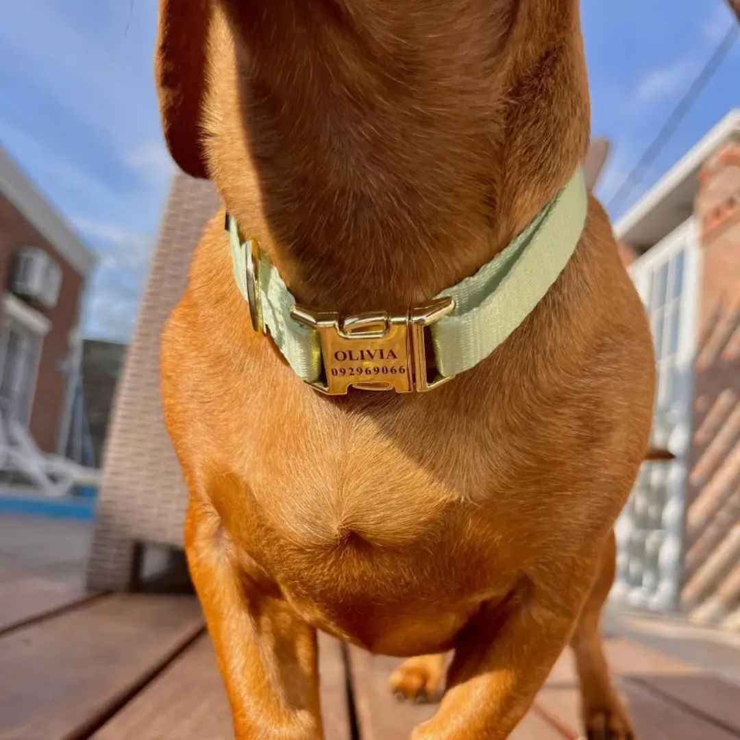 Collar Pets Club Hebilla Grabada