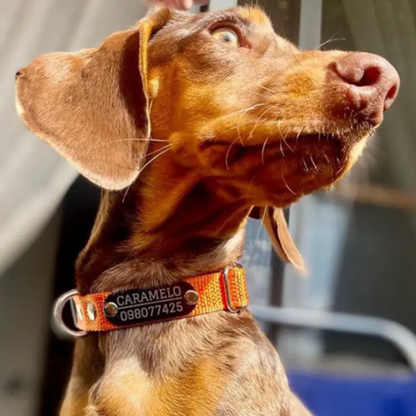 Collar Remachado Básico (Perro)