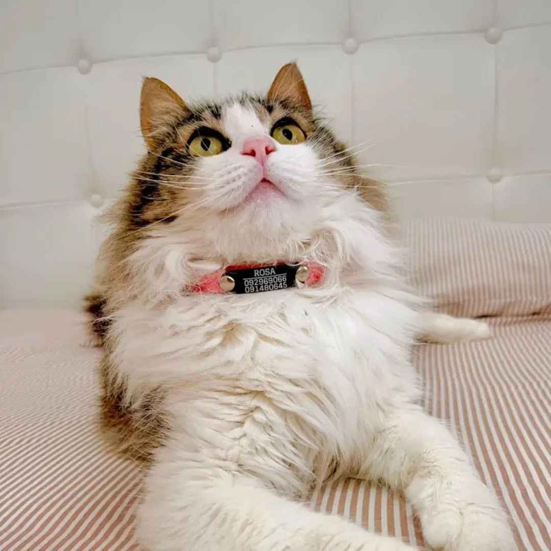 Collar PVC Lavable (Gato)