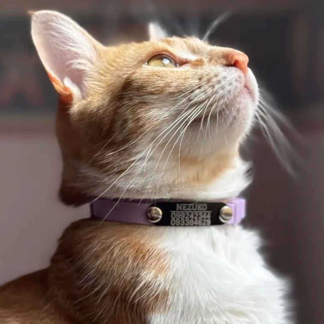 Collar PVC Lavable (Gato)
