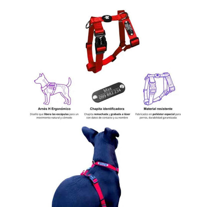 Arnes H Pets Club Confort