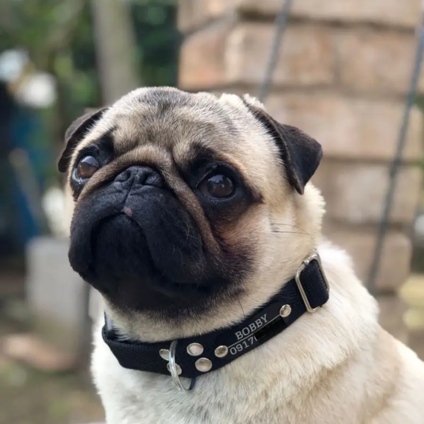 Collar Remachado Básico (Perro)