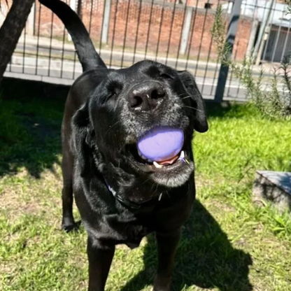 Pelota Maciza Pets Club