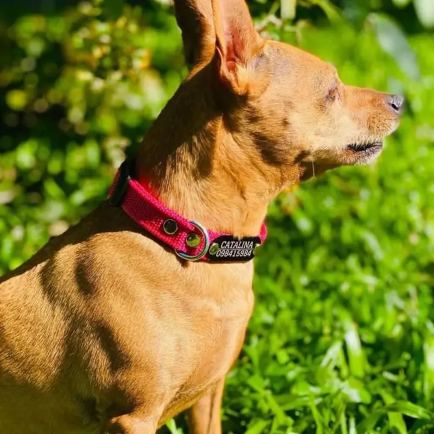 Collar Remachado Básico (Perro)