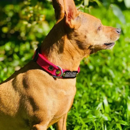 Collar Remachado Básico (Perro)