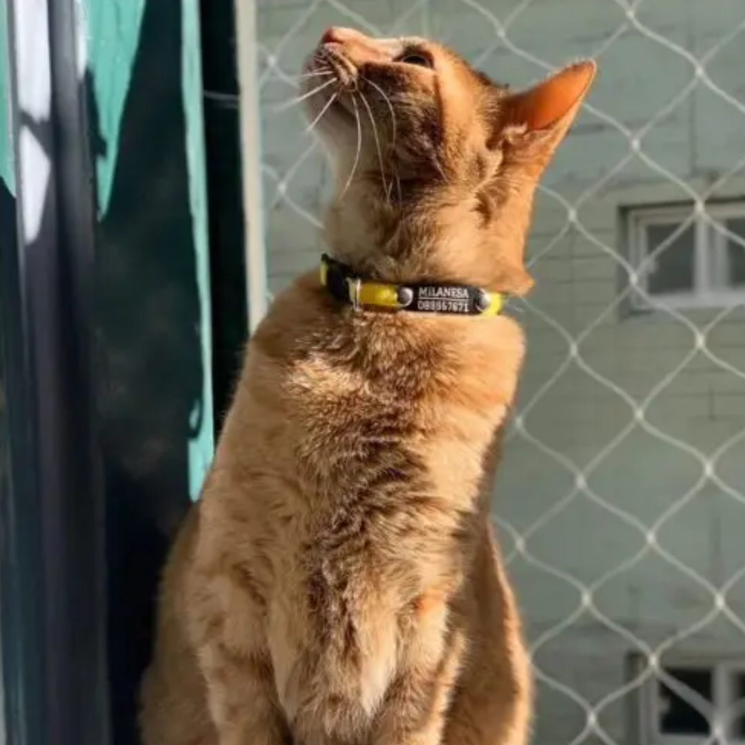 Collar Remachado (Gato)