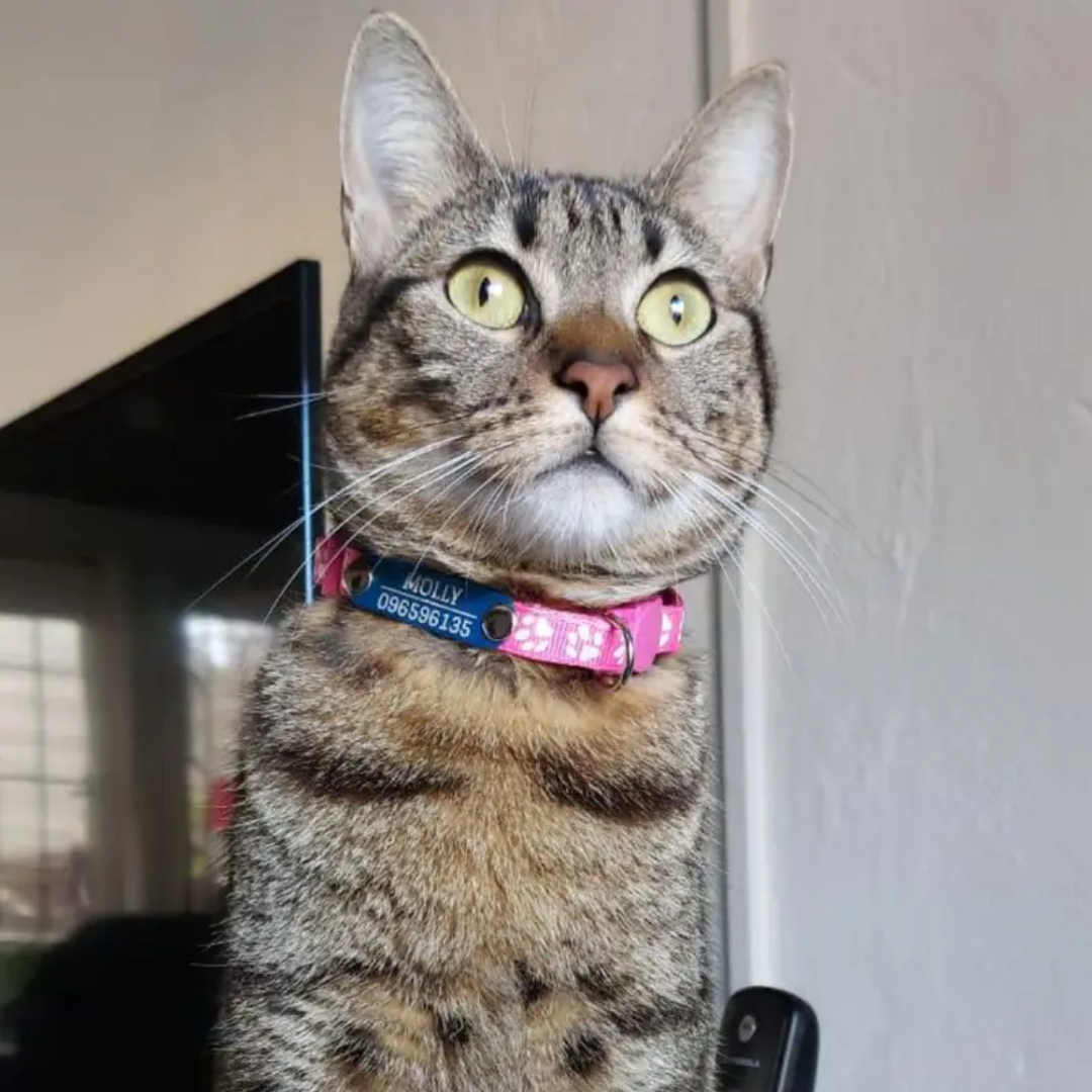 Collar Remachado (Gato)