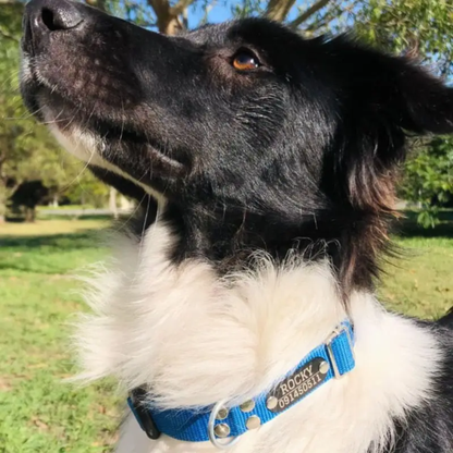Collar Remachado Básico (Perro)