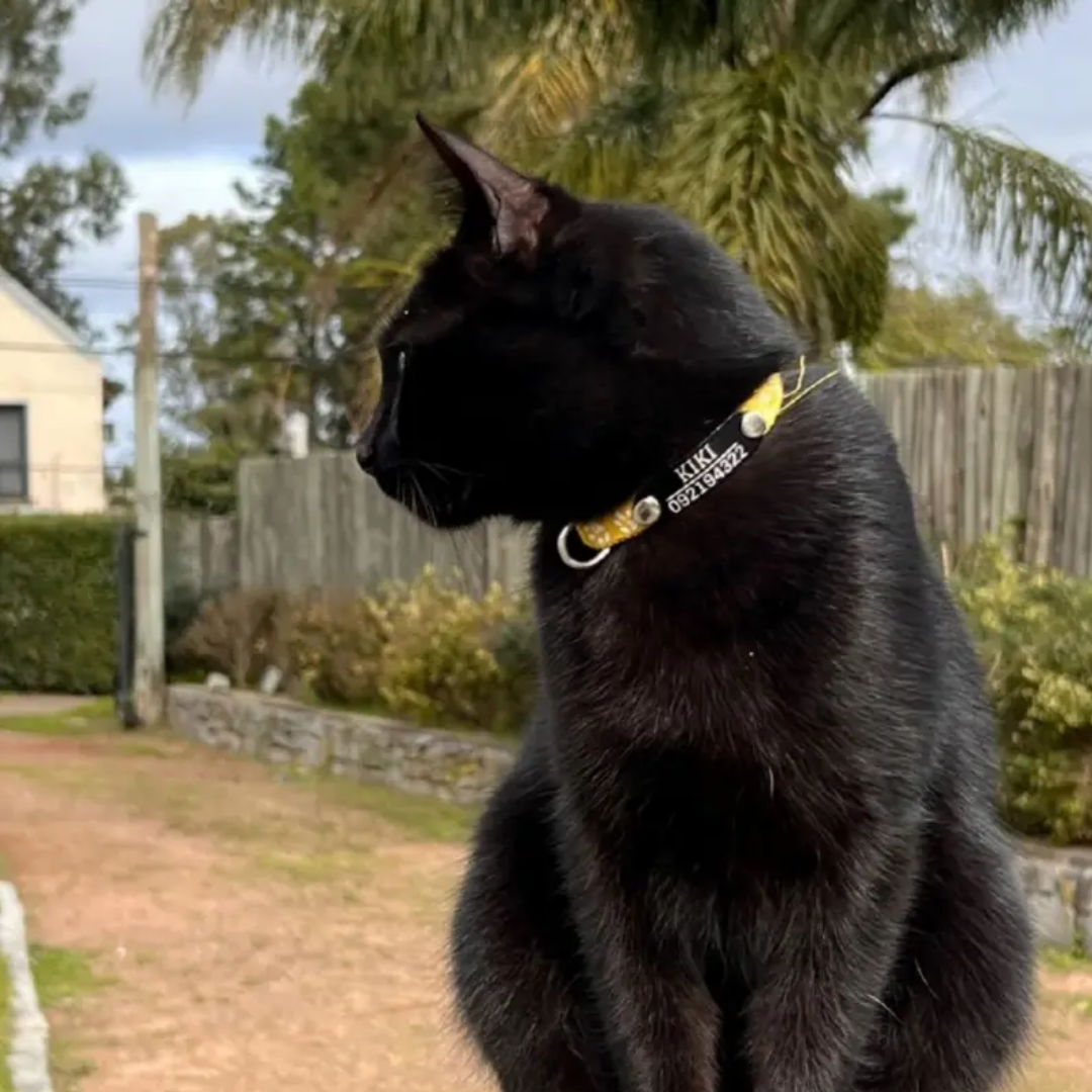 Collar Remachado (Gato)