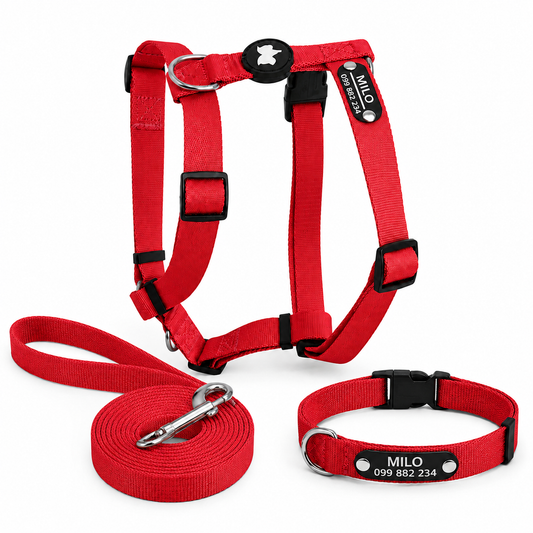 Pack Arnes H + Correa + Collar