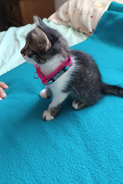 Pack x3 Collares Remachados para Gato