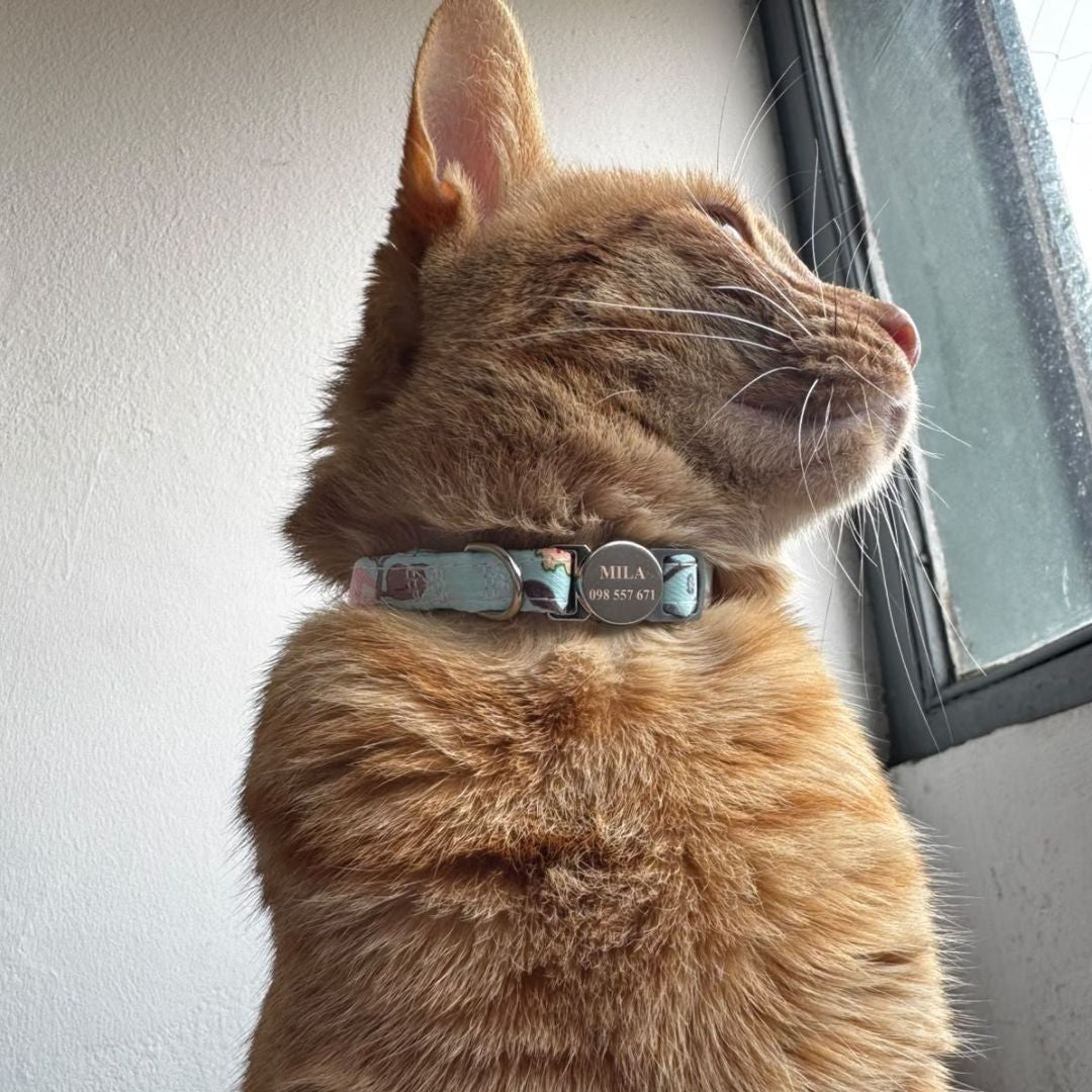 Collar Gato Hebilla Grabada Abrefácil
