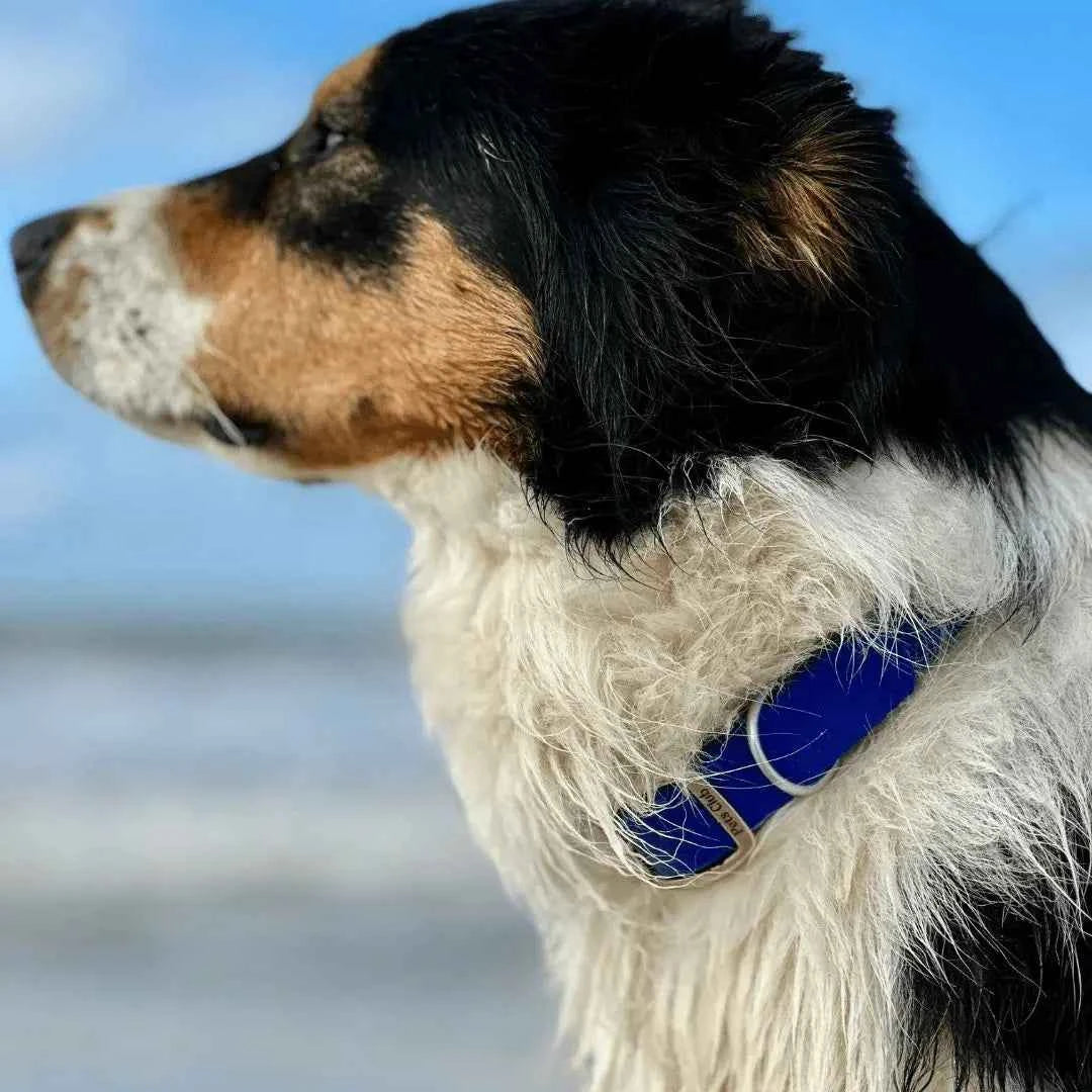 Collar PVC Lavable (Perro)