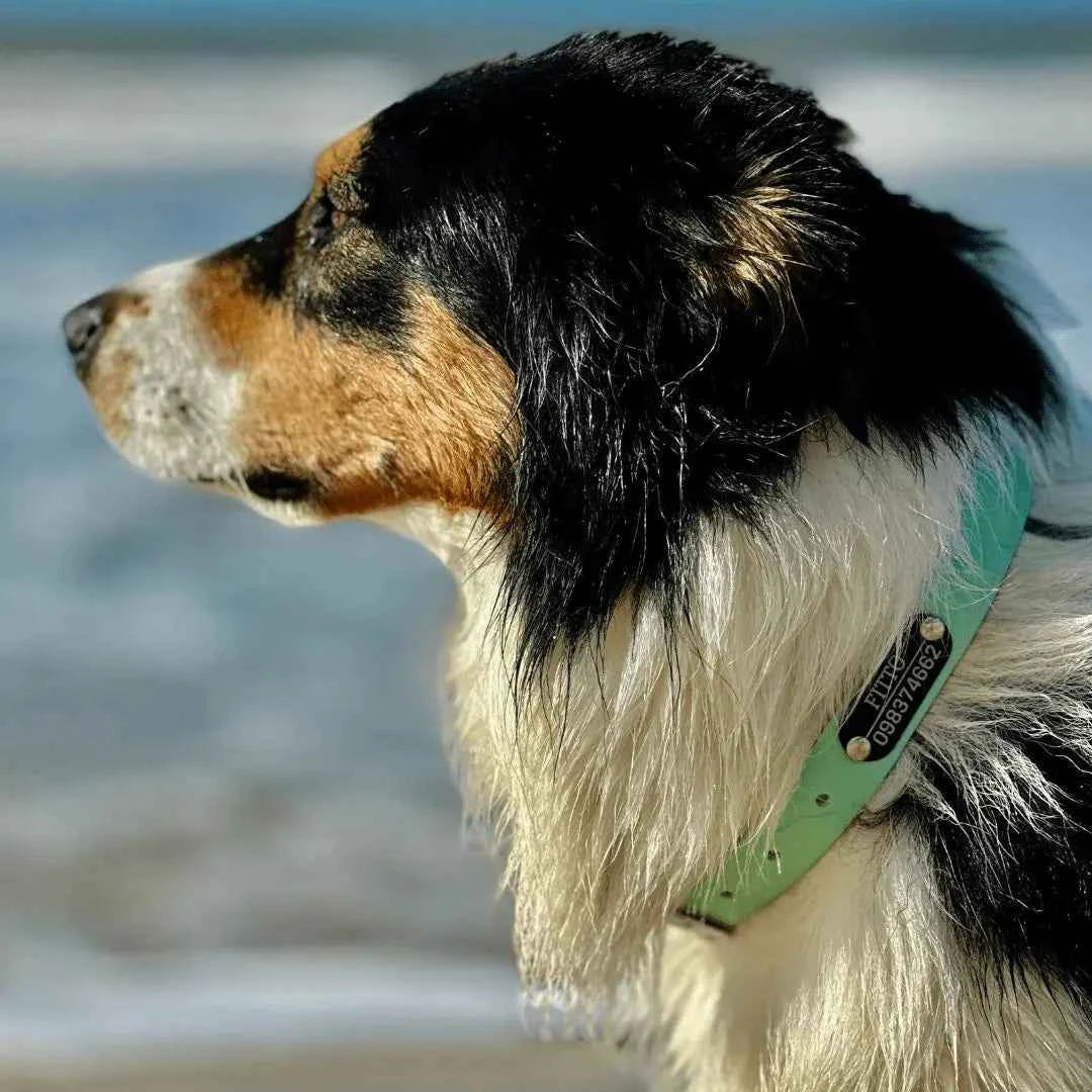 Collar PVC Lavable (Perro)
