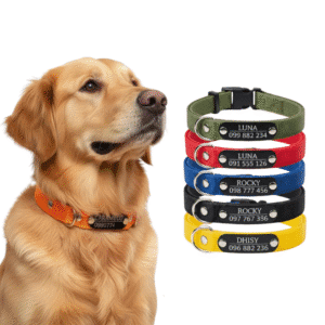 Collar Básico con Chapita Remachada para PERRO