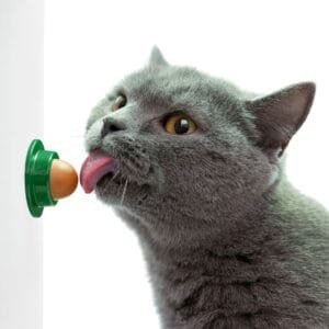 Golosina para gato adhesiva