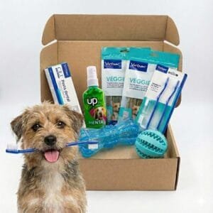 BOX - Higiene Dental